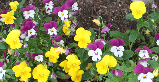 We are proud of our outside rain gardens making Wheaton a greener place